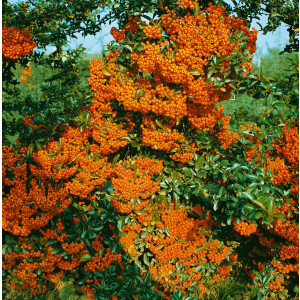 Pyracantha Orange Glow 9 cm Topf - Höhe variiert...