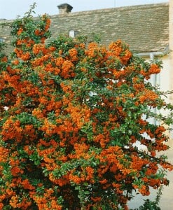 Pyracantha Orange Glow 9 cm Topf - Höhe variiert gestäbt 20-30