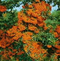 Pyracantha Orange Glow 9 cm Topf - Höhe variiert gestäbt 20-30