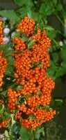 Pyracantha Orange Glow 9 cm Topf - Höhe variiert gestäbt 20-30