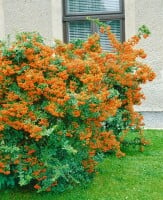 Pyracantha Orange Glow 9 cm Topf - Höhe variiert gestäbt 20-30