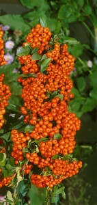 Pyracantha Orange Glow ( gestäbt ) 125- 150 cm