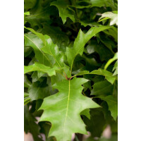 Quercus palustris Green Dwarf Sta C7,5 Krone einj....