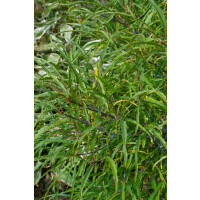 Rhamnus frangula Asplenifolia Sta 80- 100 cm