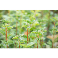Ribes alpinum Schmidt C12 100-125