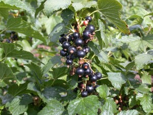 Ribes nigrum Silvergieters Schwarze 30- 40 cm