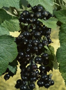 Ribes nigrum Silvergieters Schwarze 30- 40 cm