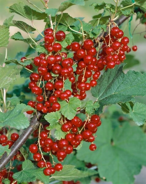 Ribes rubrum Jonkheer van Tets 30- 40 cm