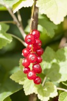 Ribes rubrum Jonkheer van Tets 30- 40 cm