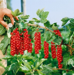 Ribes rubrum Rovada 30- 40 cm