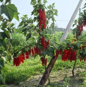 Ribes rubrum Rovada 30- 40 cm