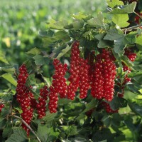 Ribes rubrum Rovada 30- 40 cm