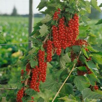 Ribes rubrum Rovada 30- 40 cm