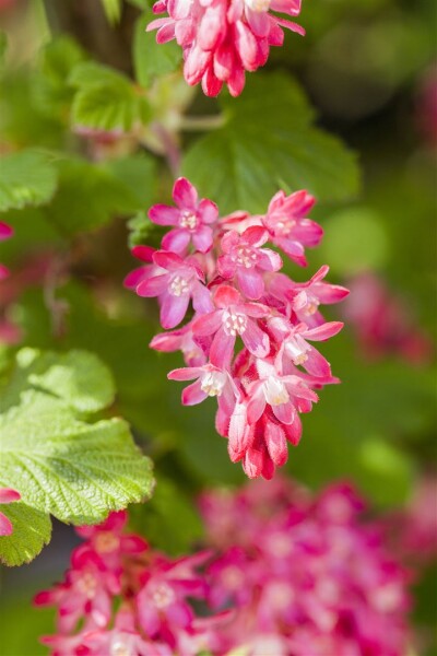 Ribes sanguineum King Edward VII 125- 150 cm