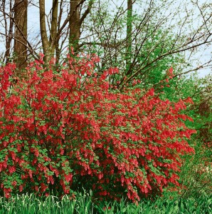 Ribes sanguineum King Edward VII 125- 150 cm