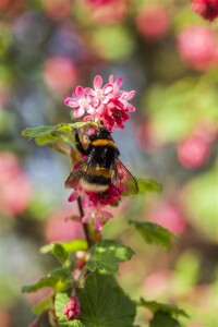 Ribes sanguineum King Edward VII 125- 150 cm