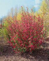 Ribes sanguineum King Edward VII 125- 150 cm