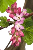 Ribes sanguineum King Edward VII 125- 150 cm