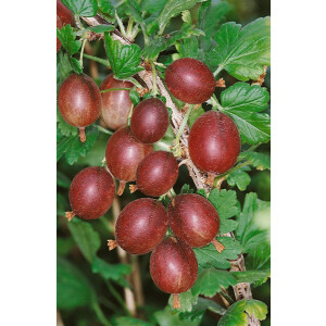 Ribes uva-crispa Captivator 30- 40 cm