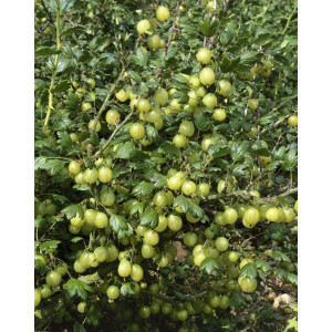Ribes uva-crispa Hinnonmäki gelb 30- 40 cm