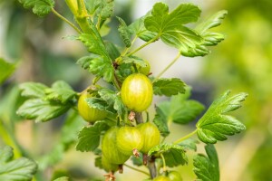 Ribes uva-crispa Hinnonmäki grün 30- 40 cm