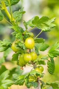 Ribes uva-crispa Hinnonmäki grün 30- 40 cm