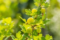 Ribes uva-crispa Hinnonmäki grün 30- 40 cm