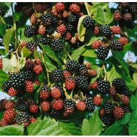 Rubus fruticosus Black Satin 7,5l 150-200