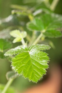 Rubus fruticosus Loch Ness  30- 40 cm