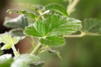 Rubus fruticosus Loch Ness  30- 40 cm