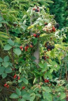 Rubus fruticosus Loch Ness  30- 40 cm