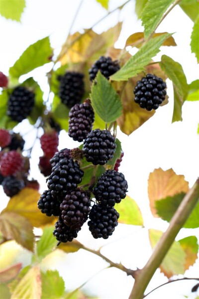 Rubus fruticosus Navaho  30- 40 cm