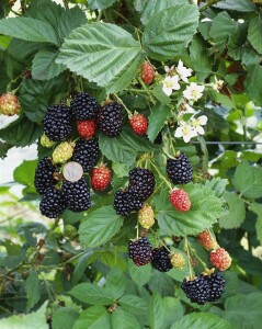 Rubus fruticosus Navaho  30- 40 cm