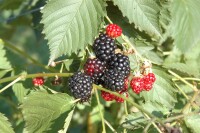 Rubus fruticosus Navaho  30- 40 cm