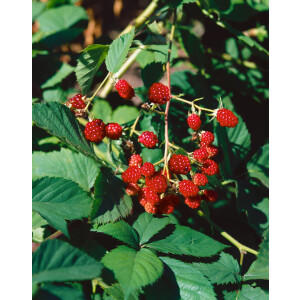 Rubus fruticosus Thornfree 30- 40 cm