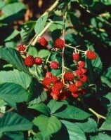 Rubus fruticosus Thornfree 30- 40 cm