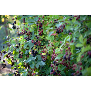 Rubus fruticosus Thornless Evergreen 30- 40 cm