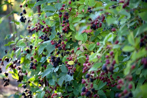 Rubus fruticosus Thornless Evergreen 2 L RoCo 60-100