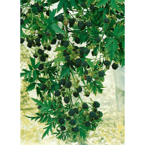 Rubus fruticosus Thornless Evergreen 2 L RoCo 60-100