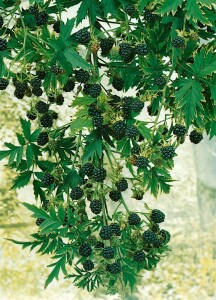Rubus fruticosus Thornless Evergreen neu P12 20-30