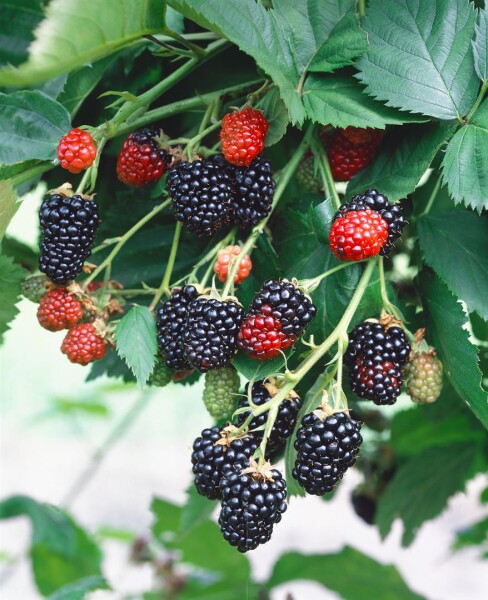 Rubus fruticosus Triple Crown 30- 40 cm