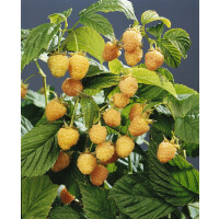 Rubus idaeus Golden Queen 30- 40 cm