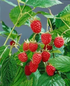 Rubus idaeus Willamette 30- 40 cm