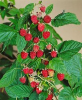 Rubus idaeus Willamette 30- 40 cm