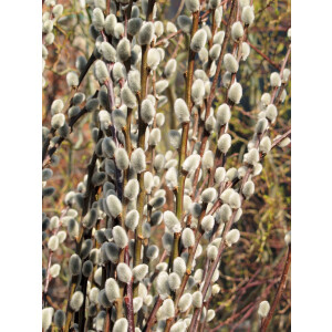 Salix caprea Mas C10 150-175