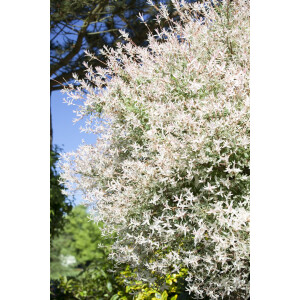 Salix integra Hakuro Nishiki Stammhöhe 125 cm + Krone