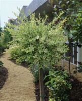 Salix integra Hakuro Nishiki Stammhöhe 125 cm + Krone