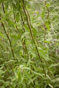 Salix matsudana Tortuosa 60- 100 cm