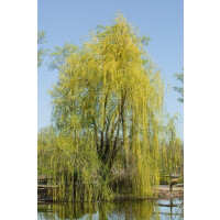 Salix sepulcralis Chrysocoma (alba Tristis) 100- 150 cm