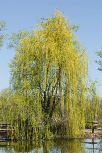 Salix sepulcralis Chrysocoma (alba Tristis) C10 150-175